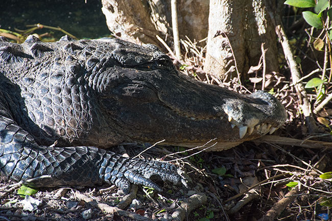 Alligator,Stor,Everglades,National Park,Florida