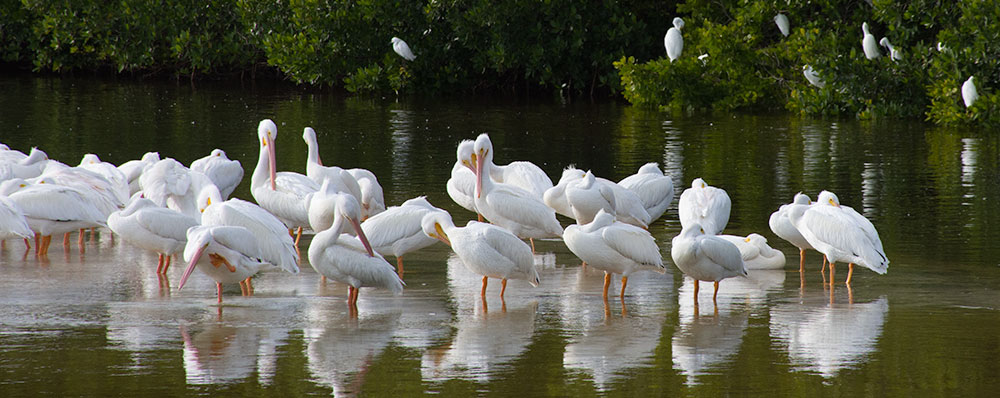 Hvide pelikaner,Ding Darling,Wildlife Refuge, Sanibel