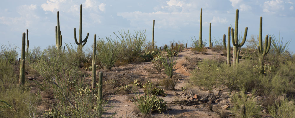 Kaktus,Saguaro,Ørken,Arizona