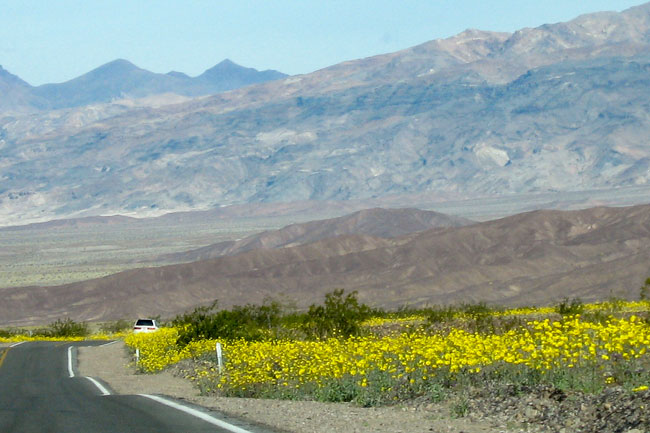 Gule blomster,Vej,Bil,Death Valley