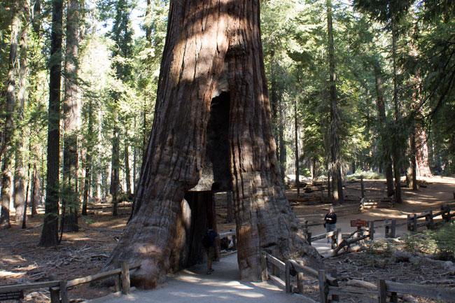 Sequoia,California Tunnel Tree,Mariposa Grove