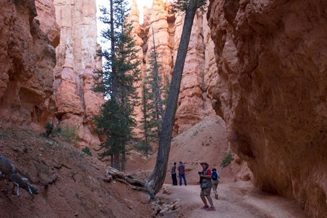 Sti,Folk,Træ,Mellem,Hoodoo,Bryce Canyon