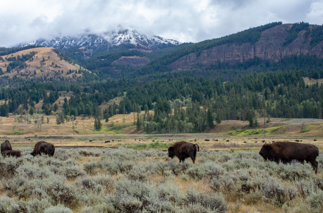 Bison,Græsser,Sne,Bjerge,Lamar Valley,Yellowstone National Park