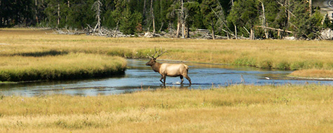 Elk,Vandløb,Eng,Yellowstone