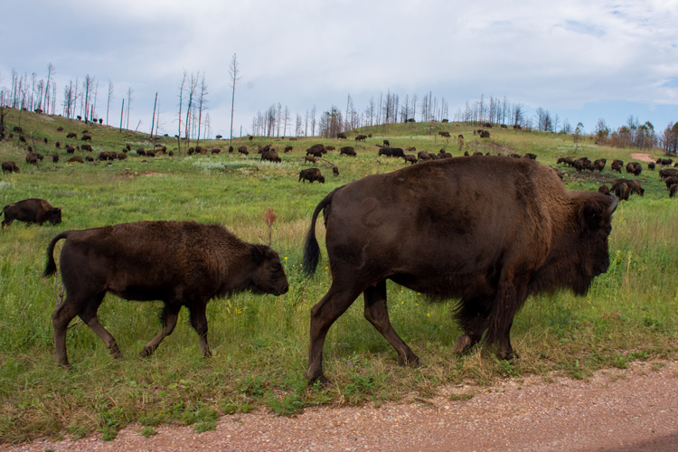 Bison,Stor,Flok,Graesser,Custer State Park
