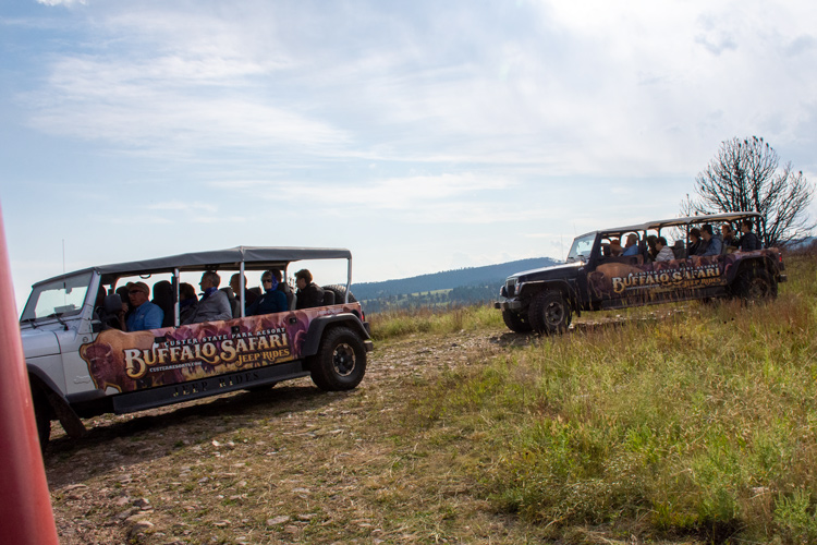 Buffalo Safari,Jeep,Passagere,Custer State Park